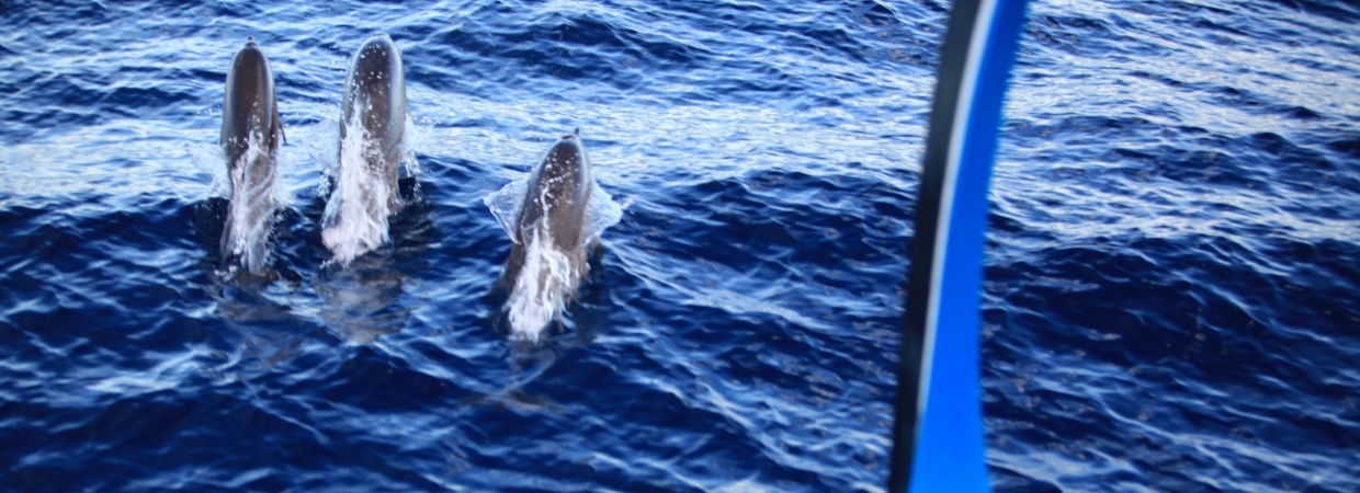 Six Senses Latitude Laamu Dolphin Cruise