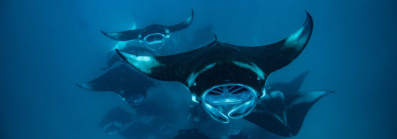 Soneva Fushi resort Maldives snorkelling with manta rays