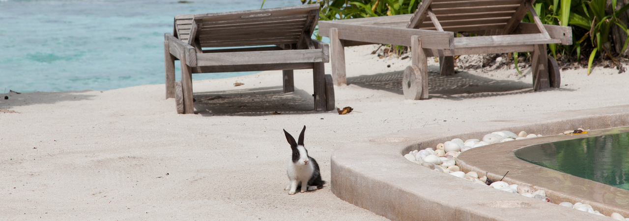 Soneva Fushi resort Maldives Rabbit pool