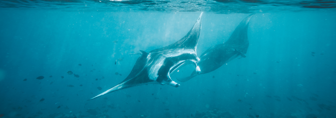 Soneva Fushi resort Maldives manta ray snorkelling