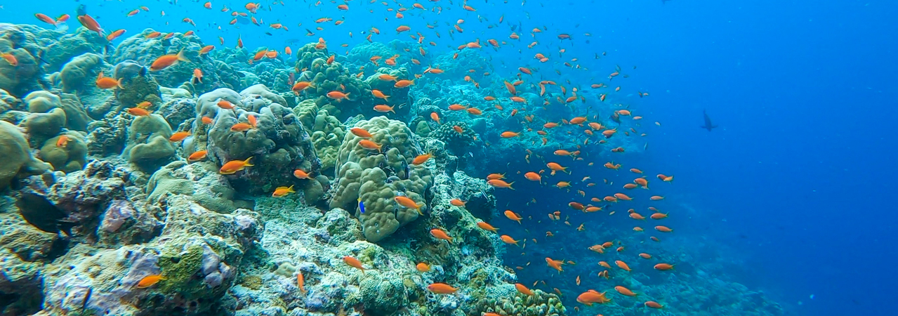 Soneva Fushi resort Maldives house reef&nbsp;