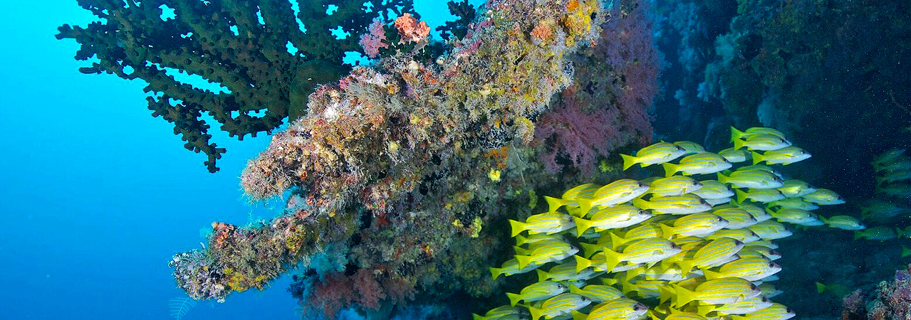 vilu reef beach and spa resort maldives diving