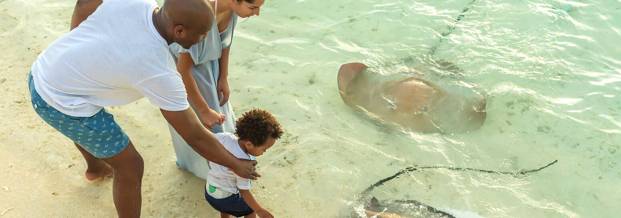 vilu reef beach and spa resort maldives ray feeding