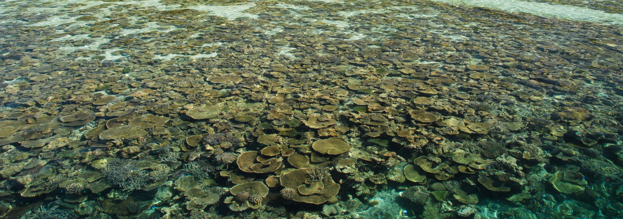 Vilamendhoo island resort maldives house reef snorkelling 2